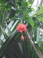Hibiscus  schizopetalus